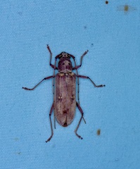 Eburia mutica