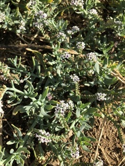 Heliotropium curassavicum