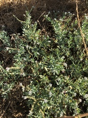 Heliotropium curassavicum