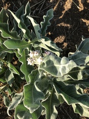 Asclepias eriocarpa