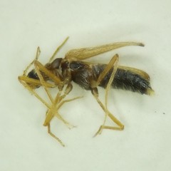 Thylodrias contractus