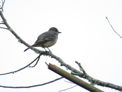 Knipolegus poecilurus
