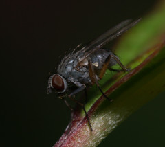 Coenosiinae