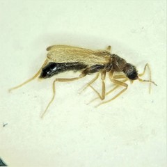 Thylodrias contractus