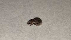 Cyphicerini