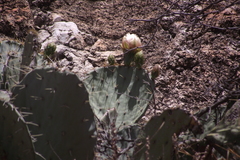 Opuntia chisosensis