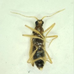 Thylodrias contractus