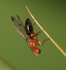Opomyzidae