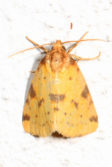 Azenia obtusa