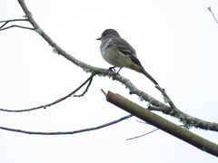 Knipolegus poecilurus