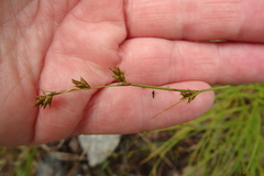 Carex laeviculmis