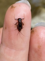 Leucrocuta aphrodite