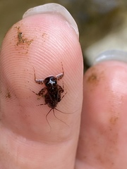 Leucrocuta aphrodite