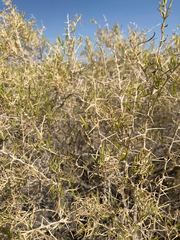 Sarcobataceae