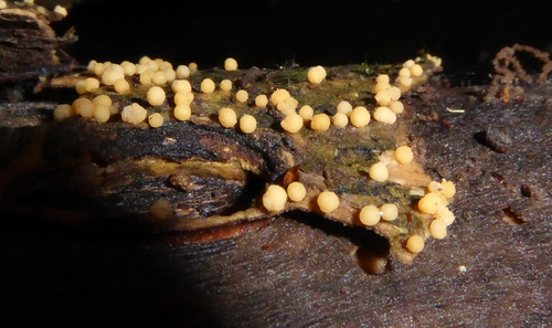 Bactridium clavatum image
