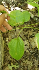Smilax californica