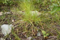 Carex laeviculmis