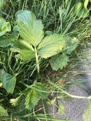 Fragaria × ananassa