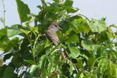 Myiarchus venezuelensis