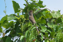 Myiarchus venezuelensis