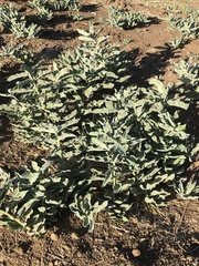 Asclepias eriocarpa