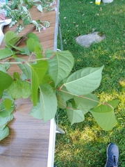 Reynoutria japonica