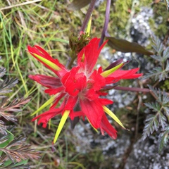 Castilleja miniata dixonii