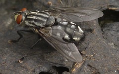 Sarcophaga carnaria