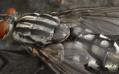 Sarcophaga carnaria