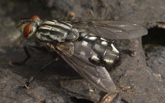 Sarcophaga carnaria