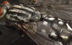 Sarcophaga carnaria