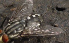 Sarcophaga carnaria
