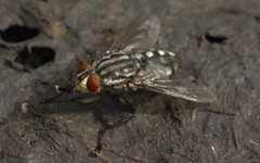 Sarcophaga carnaria