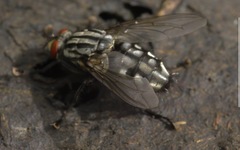 Sarcophaga carnaria
