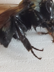 Bombus huntii