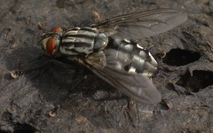 Sarcophaga carnaria