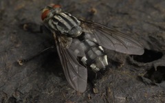 Sarcophaga carnaria