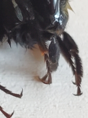 Bombus huntii