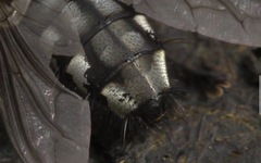 Sarcophaga carnaria