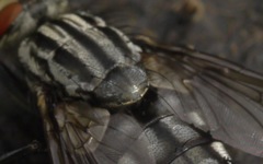 Sarcophaga carnaria