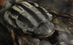 Sarcophaga carnaria