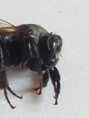Bombus huntii