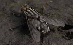 Sarcophaga carnaria