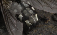 Sarcophaga carnaria