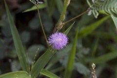 Mimosa pudica
