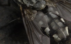 Sarcophaga carnaria