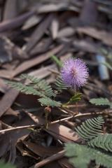 Mimosa pudica