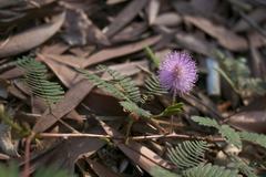 Mimosa pudica