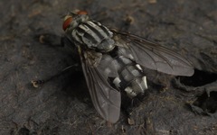 Sarcophaga carnaria