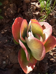 Kalanchoe luciae